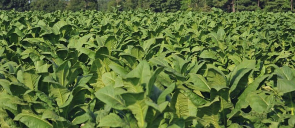 Табачные растения в поле