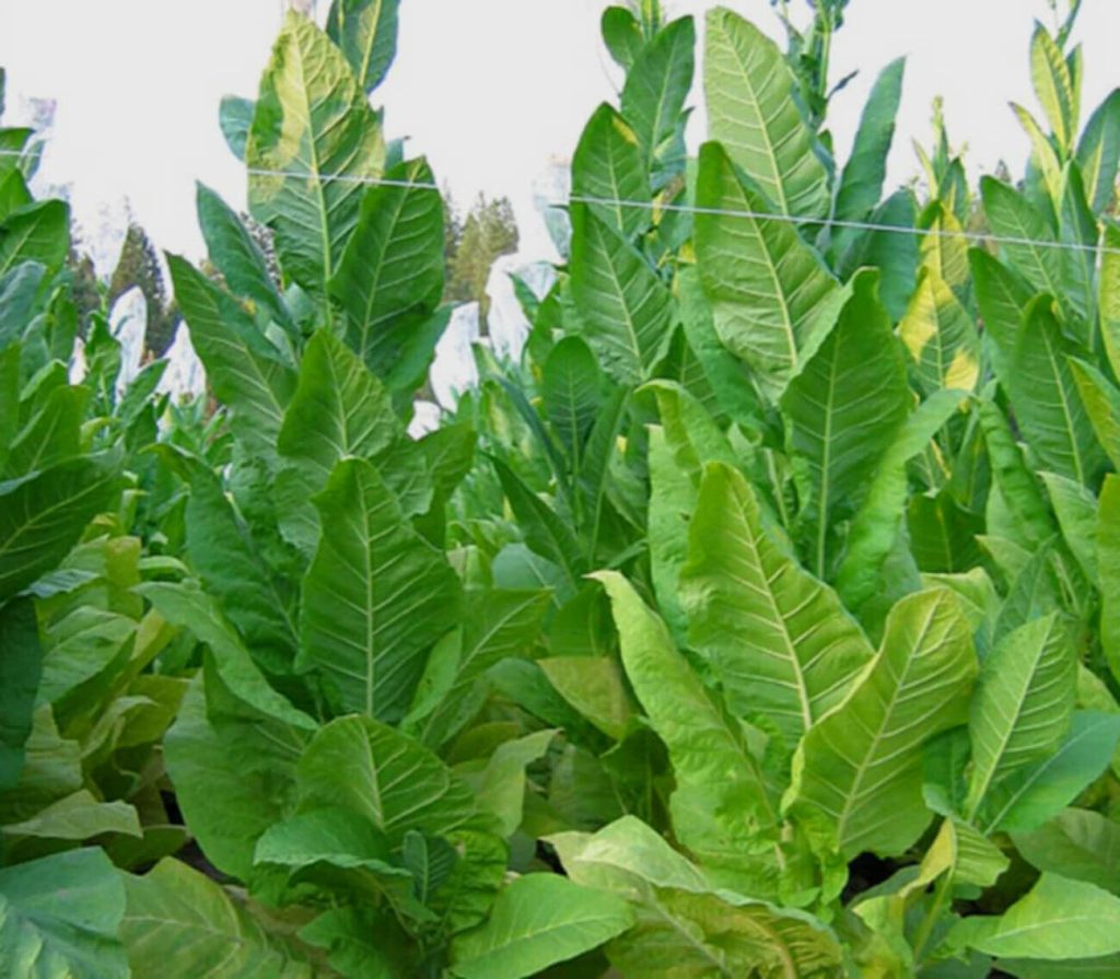 Поле высоких растений табака "Берли" в округе Шелби, штат Кентукки.